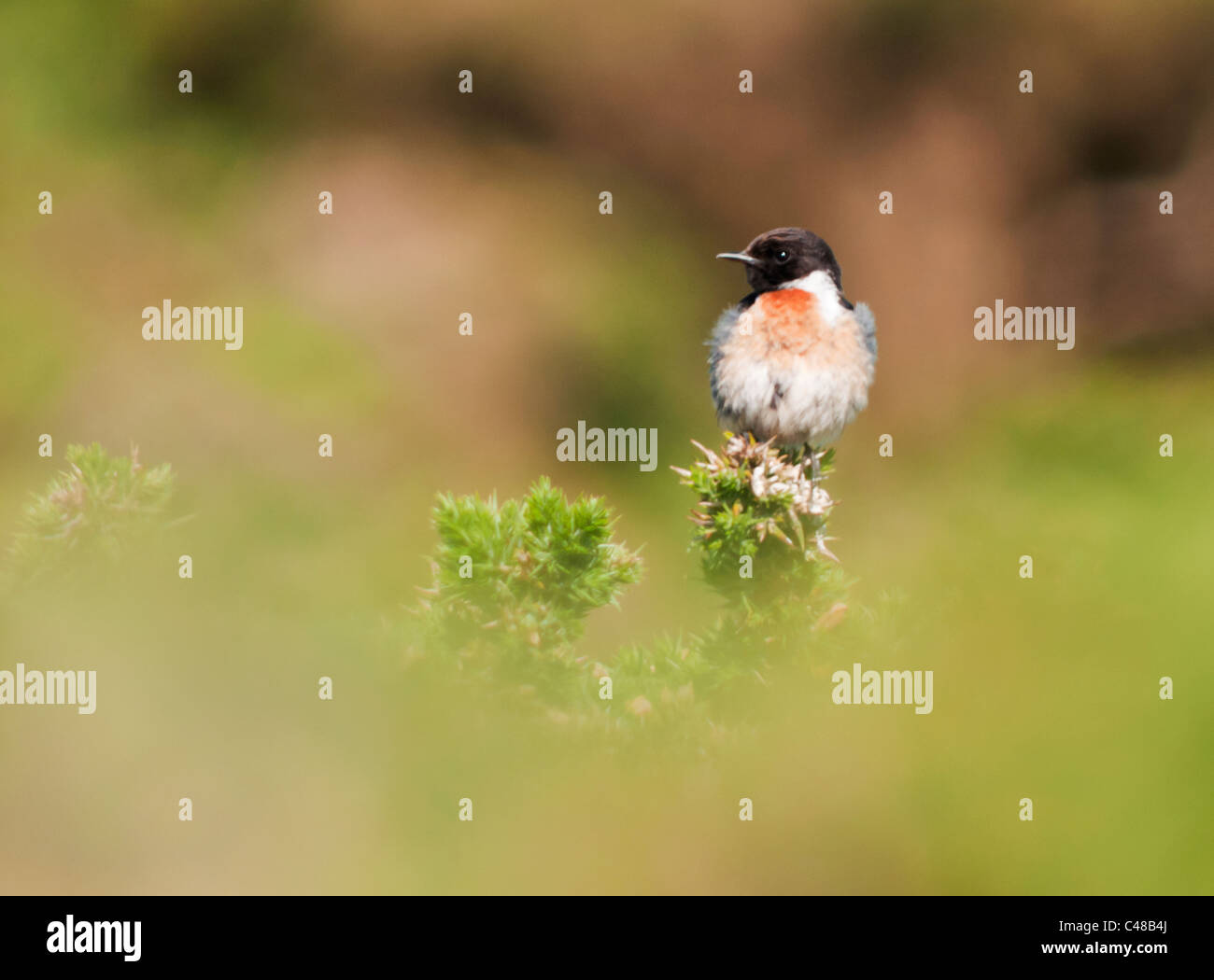 Thront männlichen Schwarzkehlchen (Saxicola Torquata) auf der Ginster Bush, Pembrokeshire, Wales Stockfoto