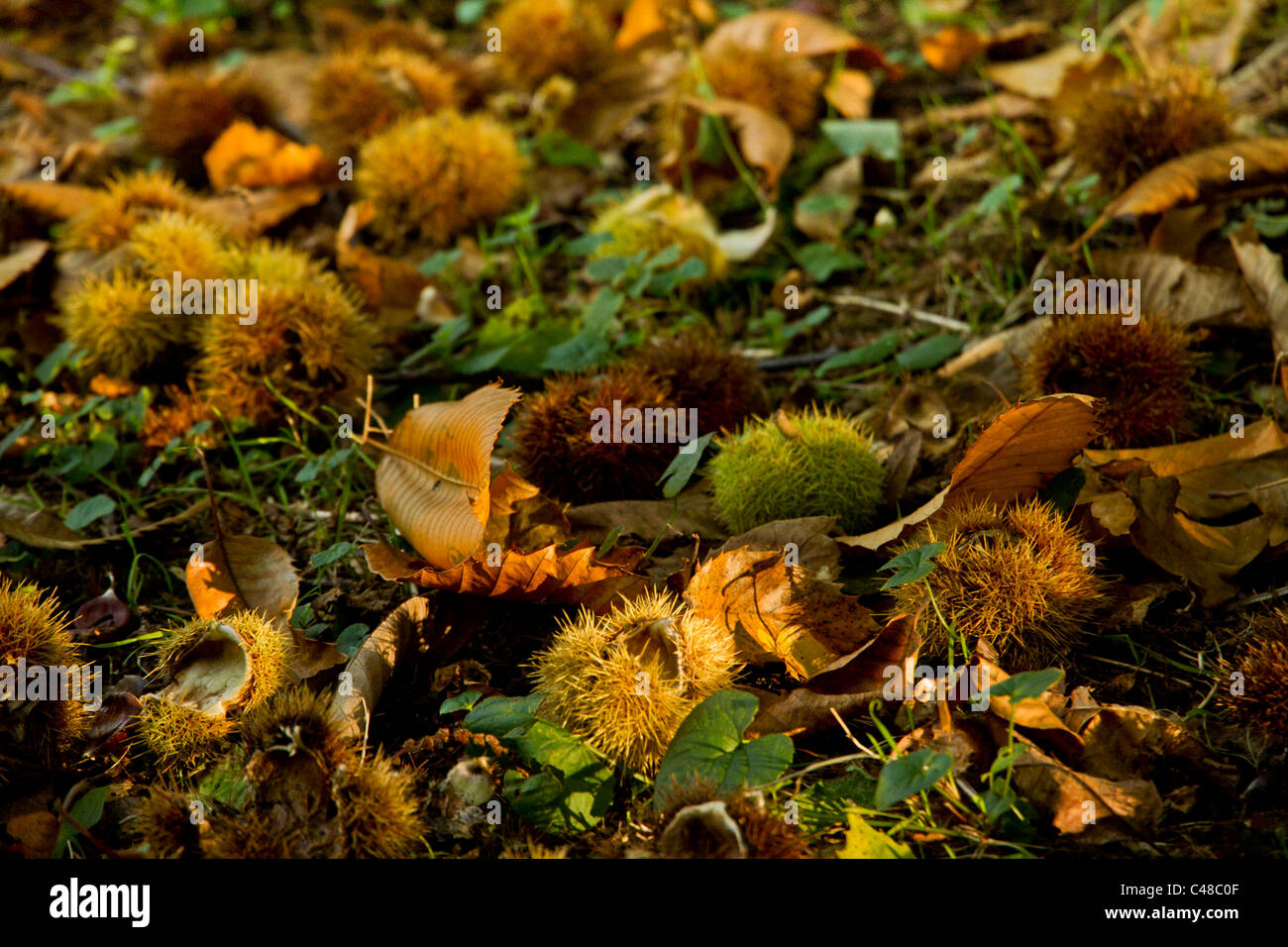 Waldboden übersät mit Kastanien und ihre Fälle Stockfoto