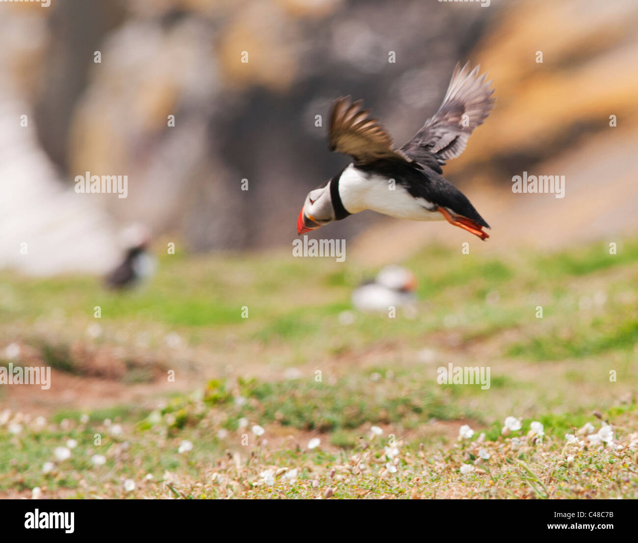 Papageitaucher (Fratercula arctica) im Flug auf der Insel Skomer vor der Küste von Pembrokeshire in Wales Stockfoto