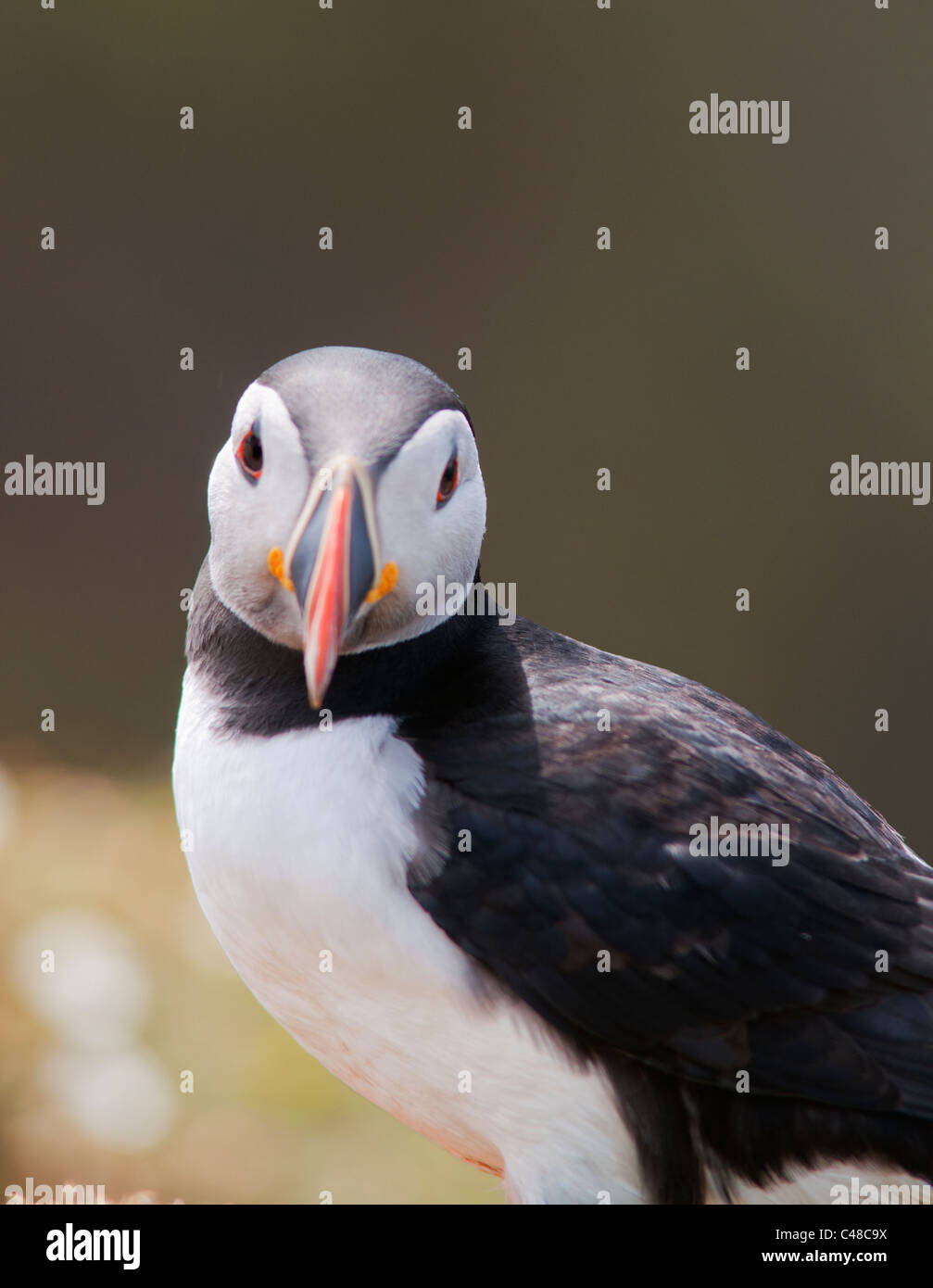 Thront Papageitaucher (Fratercula arctica) auf der Insel Skomer vor der Küste von Pembrokeshire in Wales Stockfoto