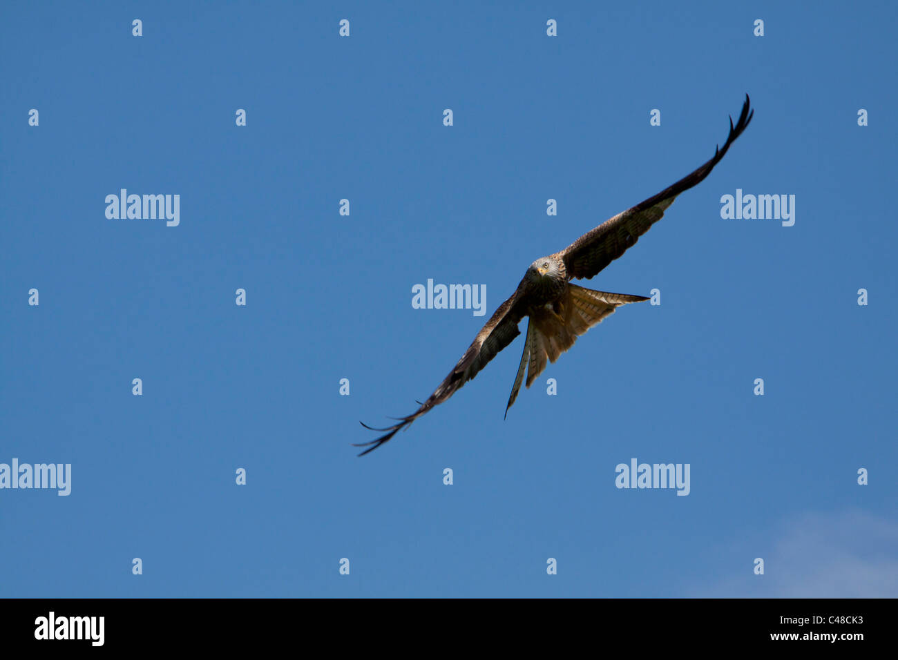 Rote Drachen steigen lassen in der Fütterung Mitte in der Nähe von Llanddeusant Carmarthenshire Wales. 116272 Red Kite Stockfoto