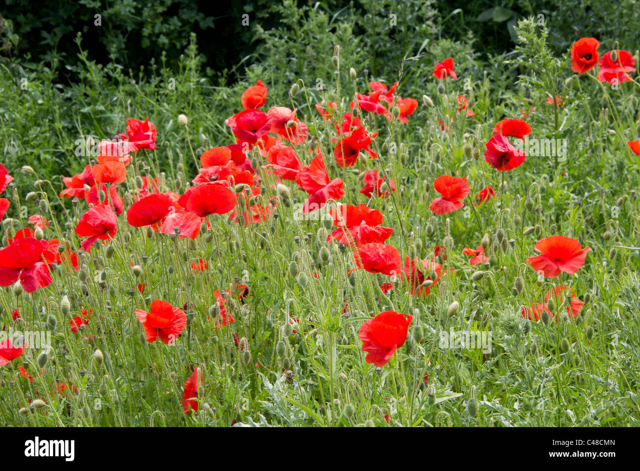 Ein Spritzer rot an der Ecke eines Feldes von Weizen Stockfoto