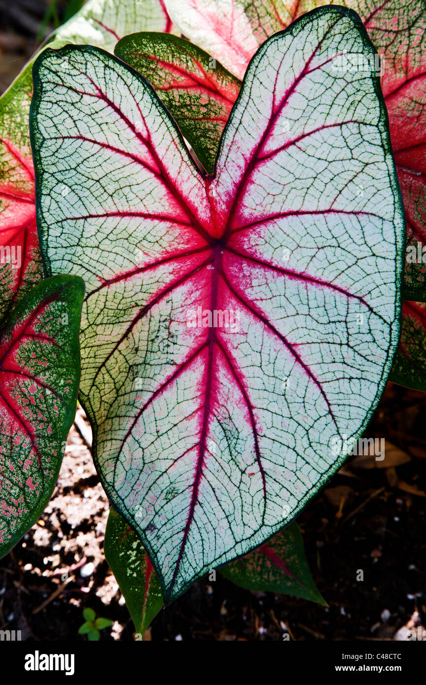 Caladium, blühende Pflanze in der Familie der Aronstabgewächse. Bekannt durch die gemeinsamen Namen Elefanten Ohr, Herz Jesu und Engelsflügel Stockfoto