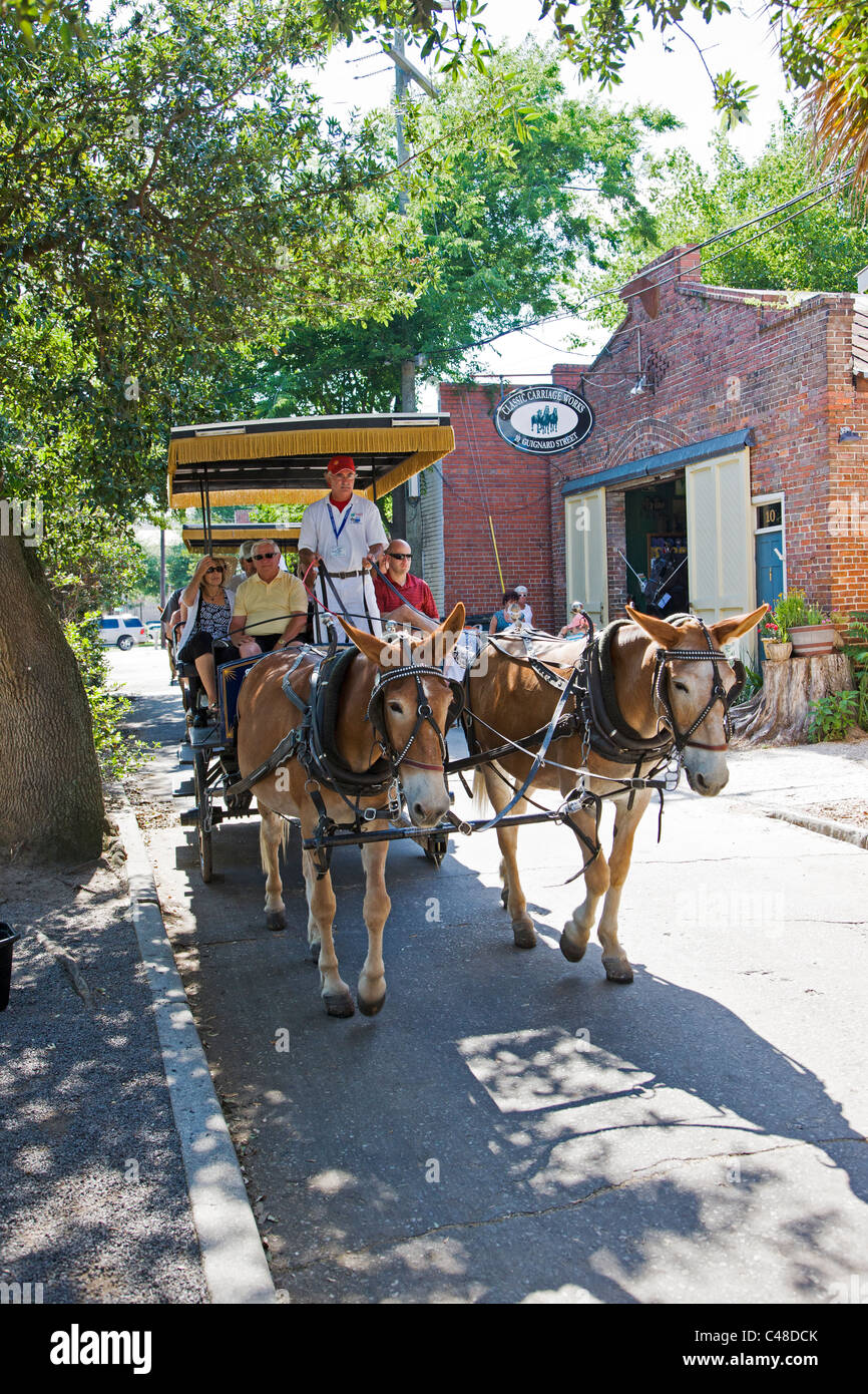 Touristen auf einem Pferd und Buggy-Fahrt von der historischen Innenstadt von Charleston, South Carolina, USA Stockfoto