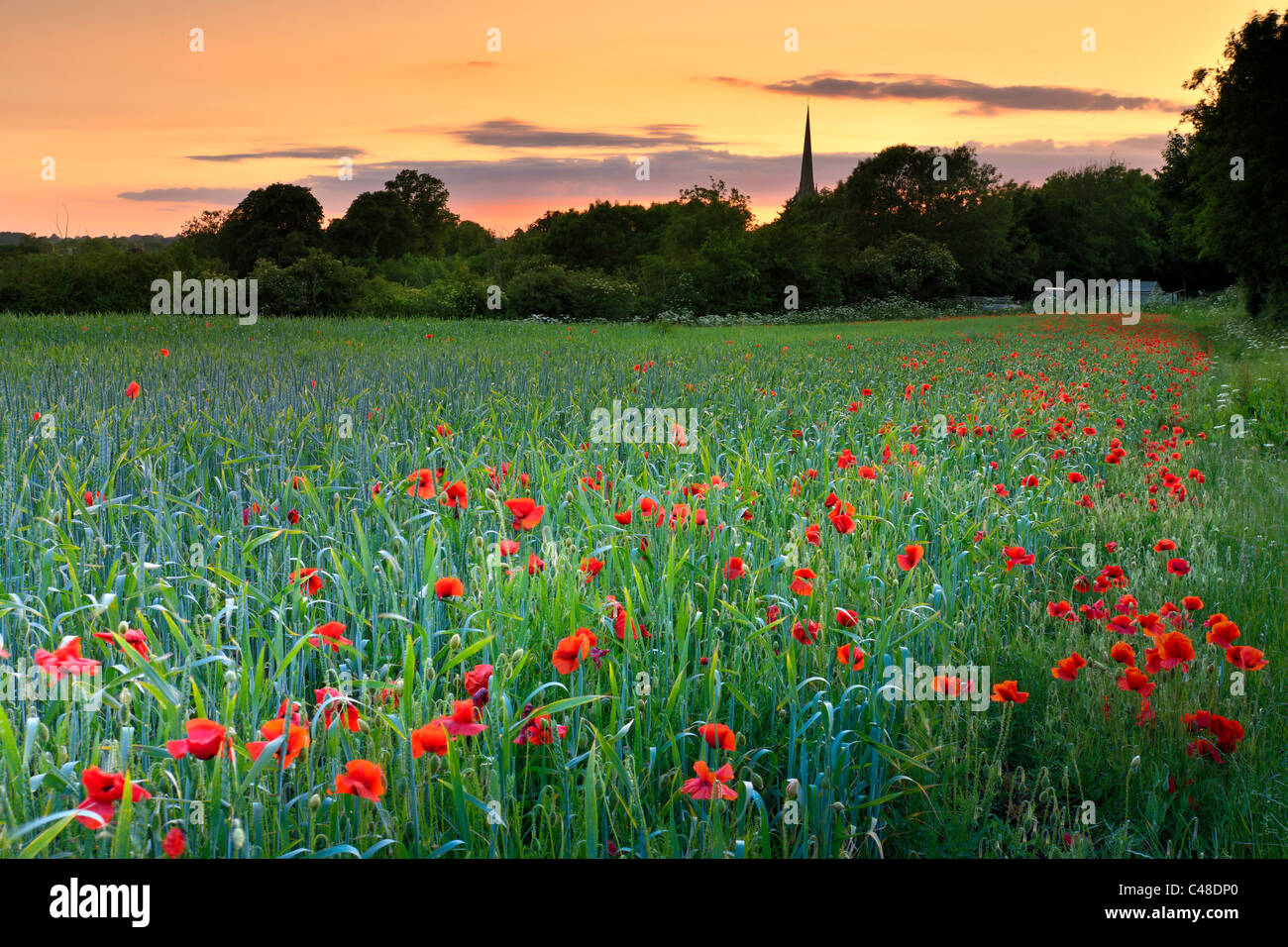 Tetbury Poppy Field Stockfoto