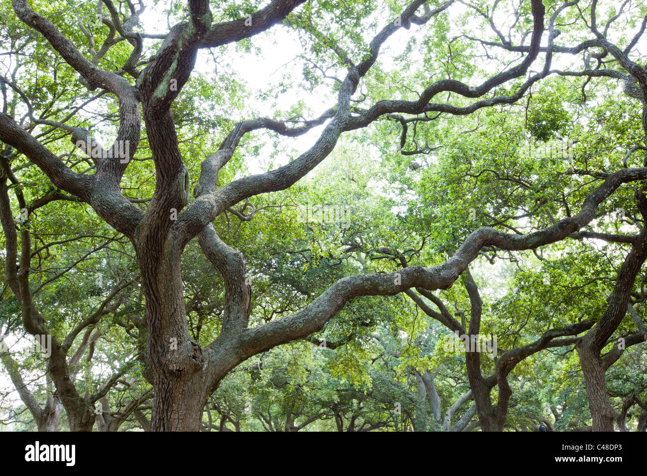 Live Oak Bäume in The Battery Park, südlichen Ende der Halbinsel im historischen Charleston, SC, USA Stockfoto