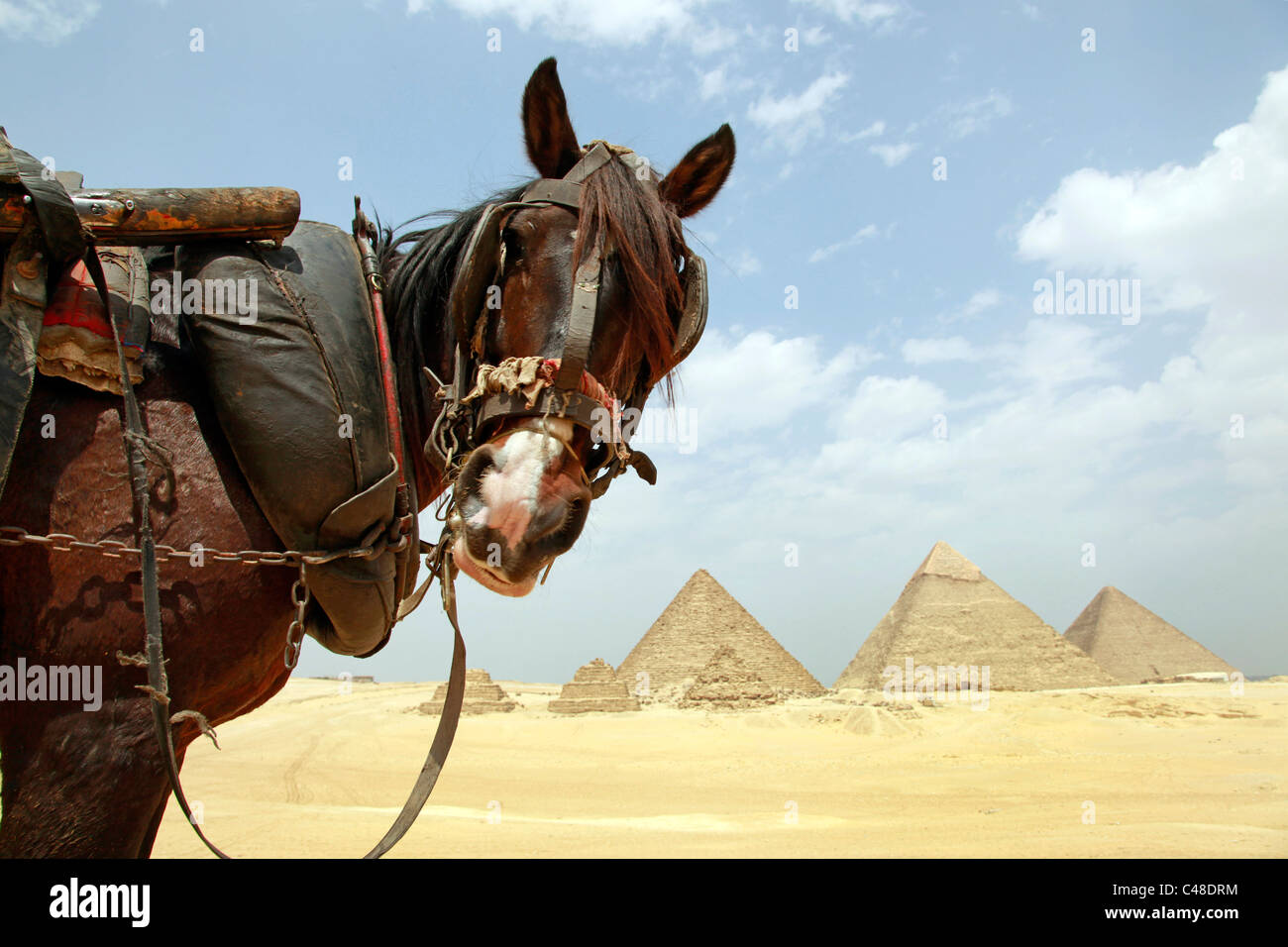 Die Pyramide des Mykerinos (Mykerinos), der Pyramd von Khafre (Chephren) und die große Pyramide von Khufu (Cheops) und ein Pferd Stockfoto