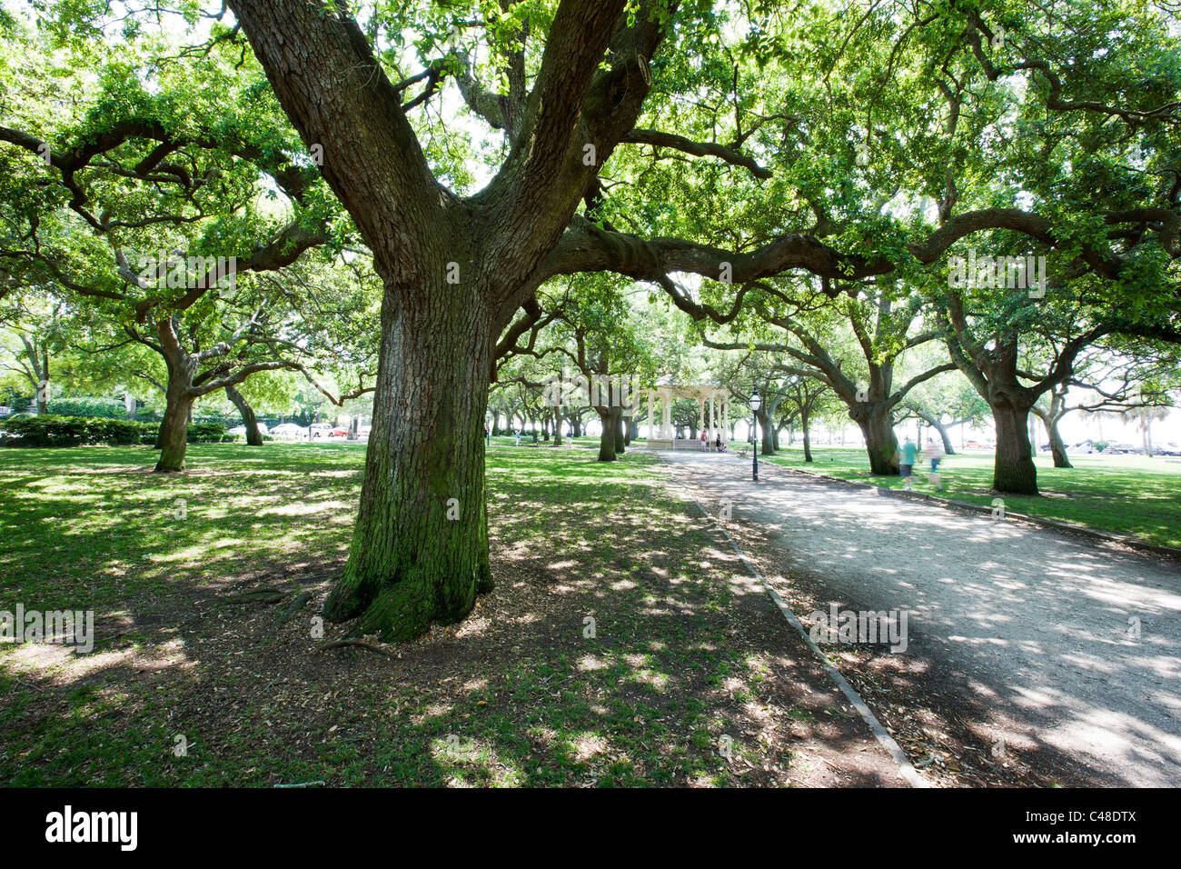 Live Oak Bäume in The Battery Park, südlichen Ende der Halbinsel im historischen Charleston, SC, USA Stockfoto