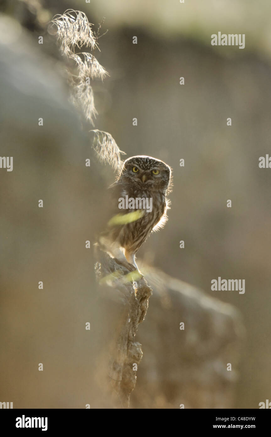 Steinkauz, Athene Noctua, Steinkauz, Pleven, Bulgarien, Bulgarien Stockfoto