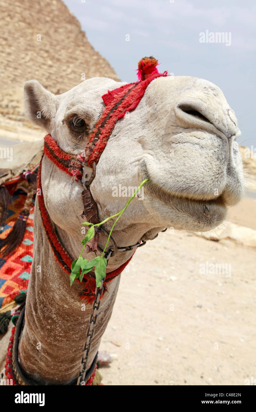 Porträt eines Kamels in Kairo, Ägypten Stockfoto