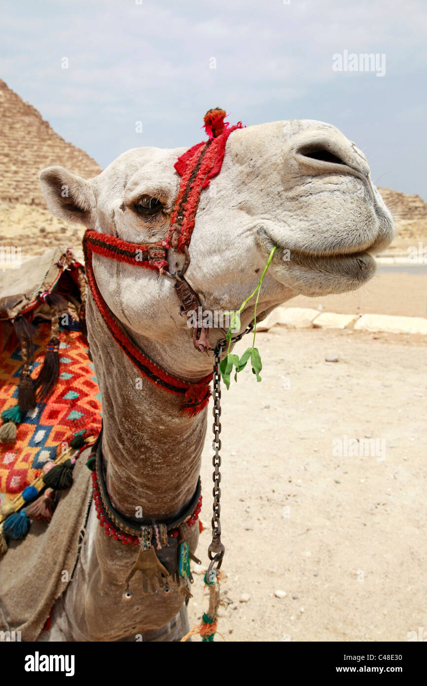 Porträt eines Kamels in Kairo, Ägypten Stockfoto