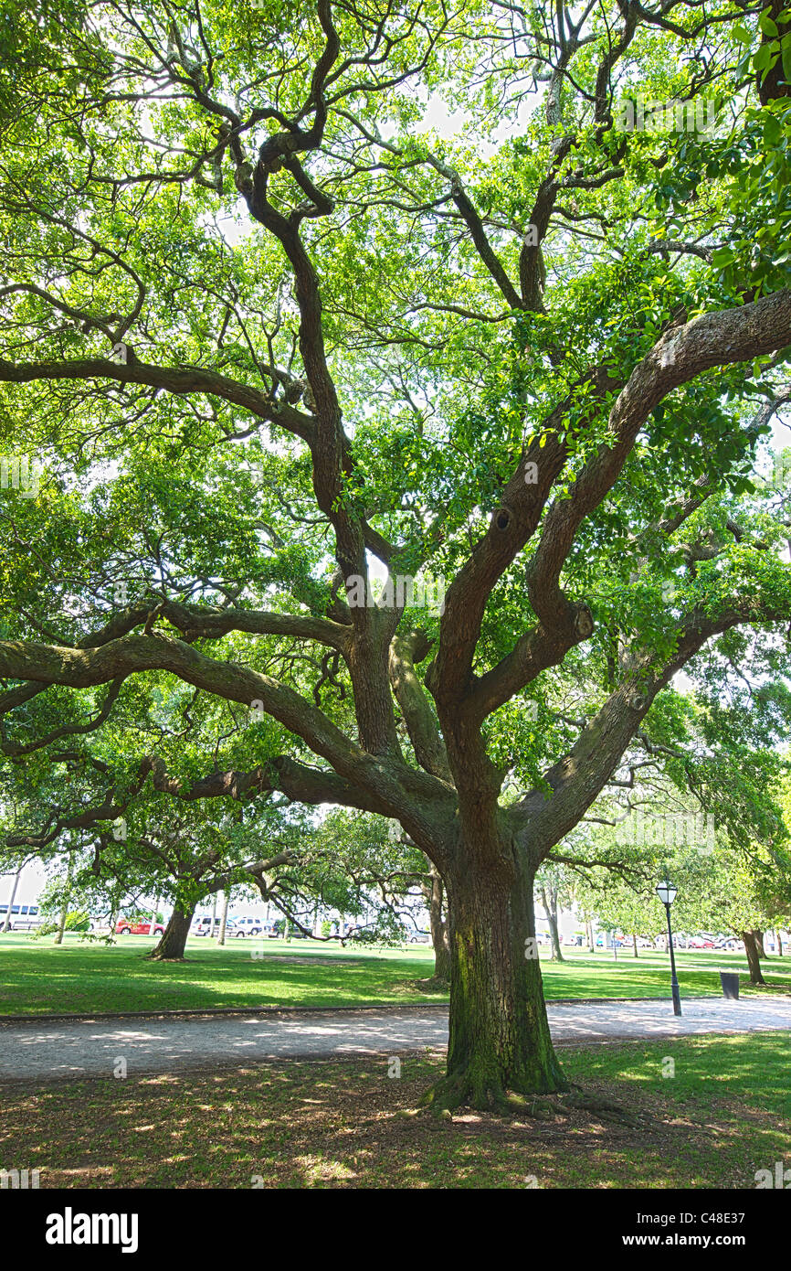 Live Oak Bäume in The Battery Park, südlichen Ende der Halbinsel im historischen Charleston, SC, USA Stockfoto