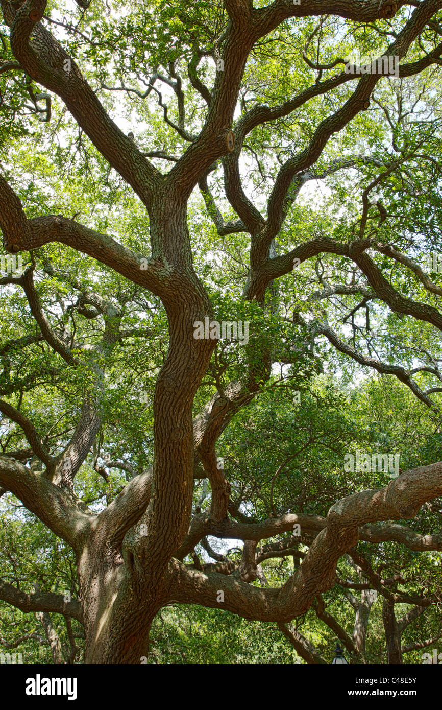 Live Oak Bäume in The Battery Park, südlichen Ende der Halbinsel im historischen Charleston, SC, USA Stockfoto