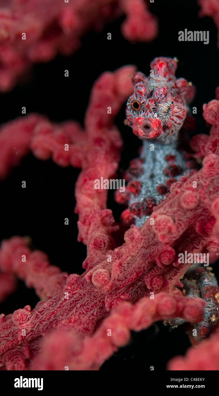 Pygmäen-Seepferdchen auf rosa Fan Korallen in der Lembeh-Straße von Indonesien Stockfoto