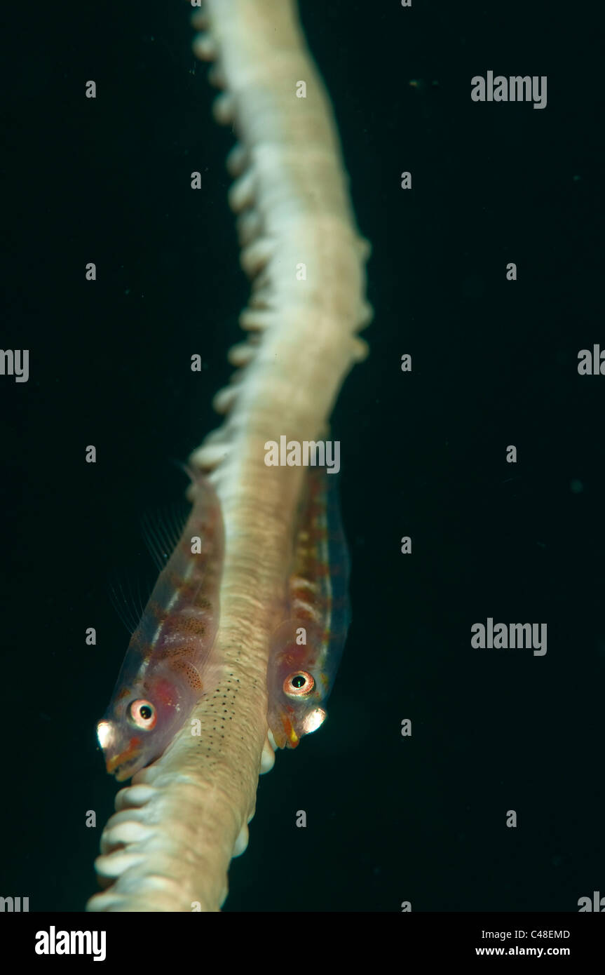 Grundeln auf Peitsche Korallen in der Lembeh-Straße von Indonesien Stockfoto
