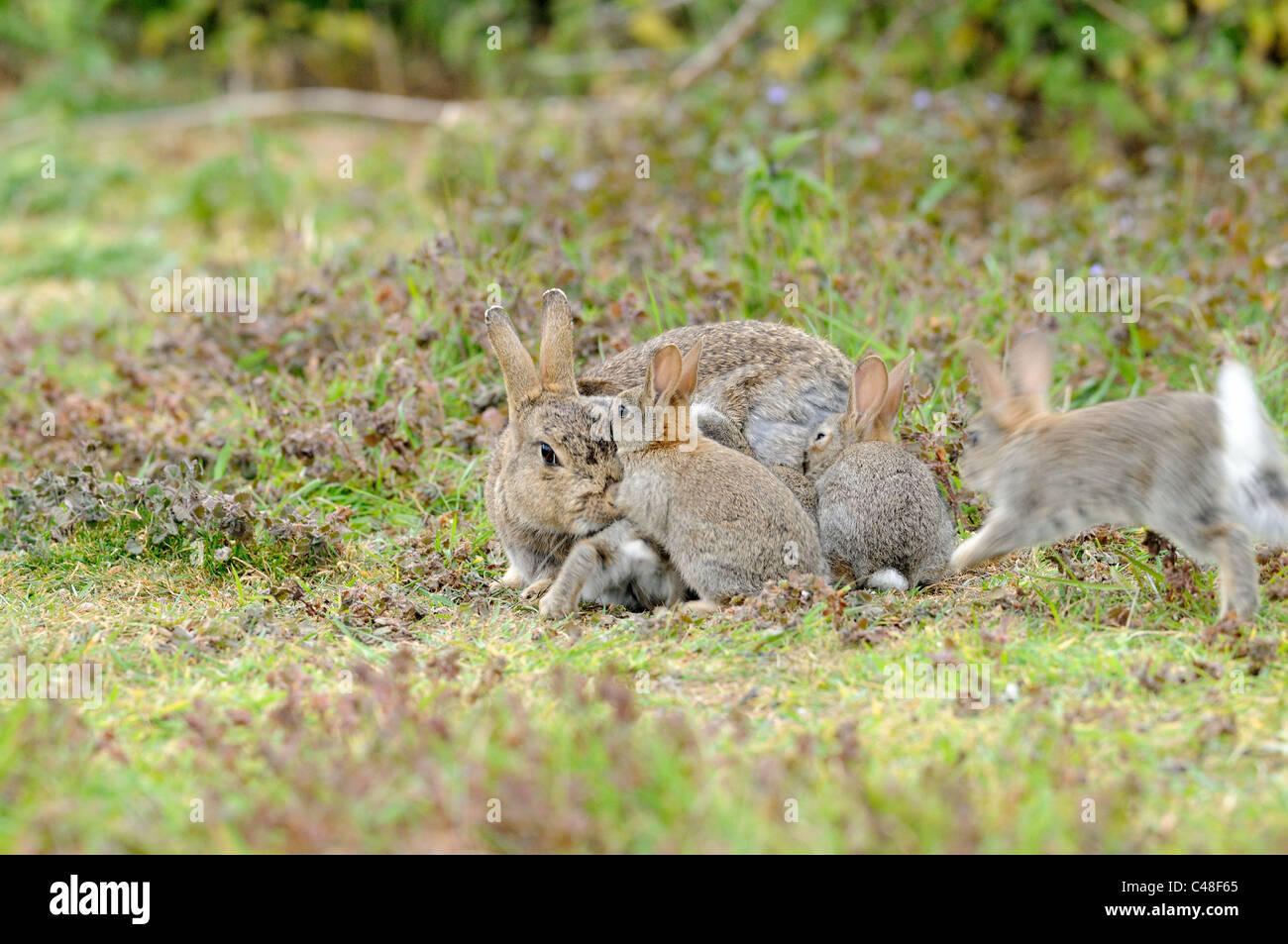 Europäische Kaninchen Oryctolagus Cunniculus erwachsenes Weibchen mit jungen versucht zu säugen Stockfoto