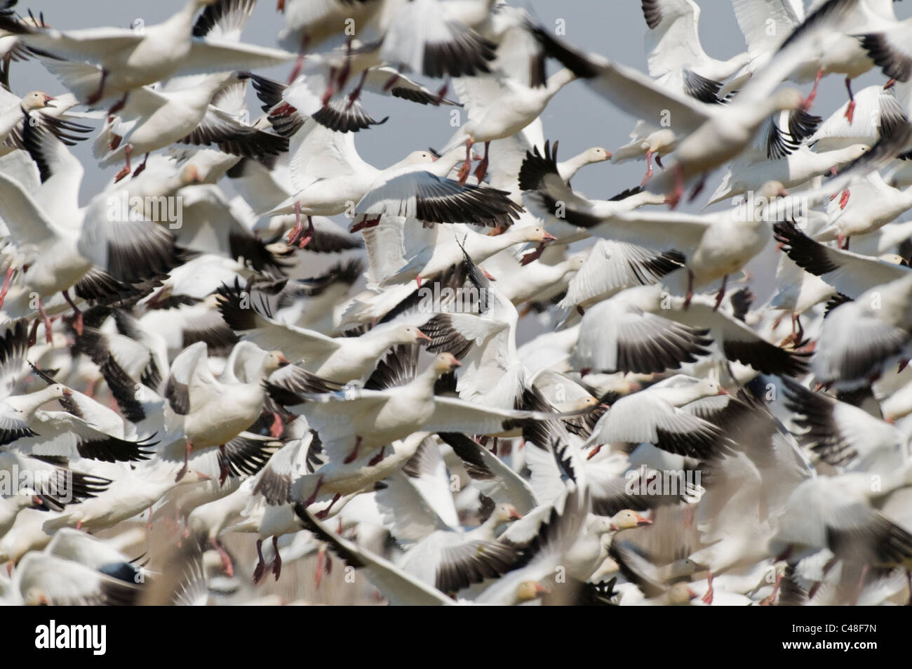 Schneegänse (Chen Caerulescens) während des Fluges in SW in Idaho Stockfoto