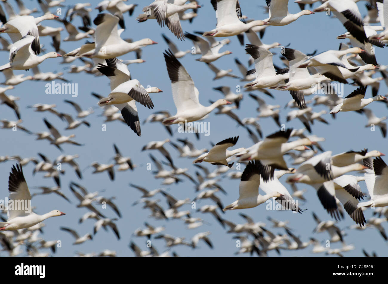 Schneegänse (Chen Caerulescens) während des Fluges in SW in Idaho Stockfoto