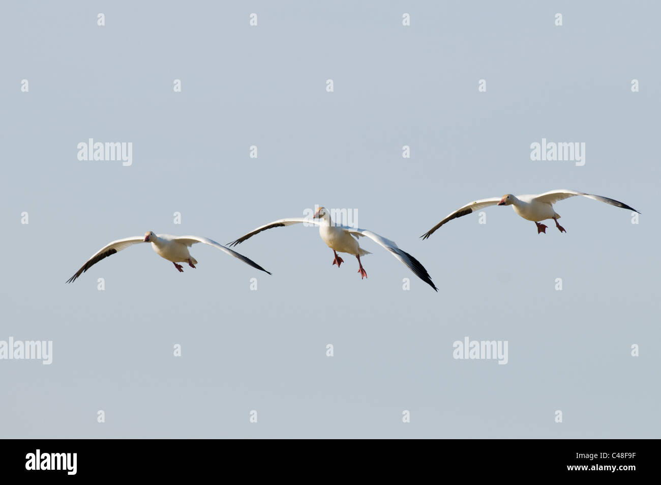 Drei Schneegänse (Chen Caerulescens) während des Fluges in SW in Idaho Stockfoto