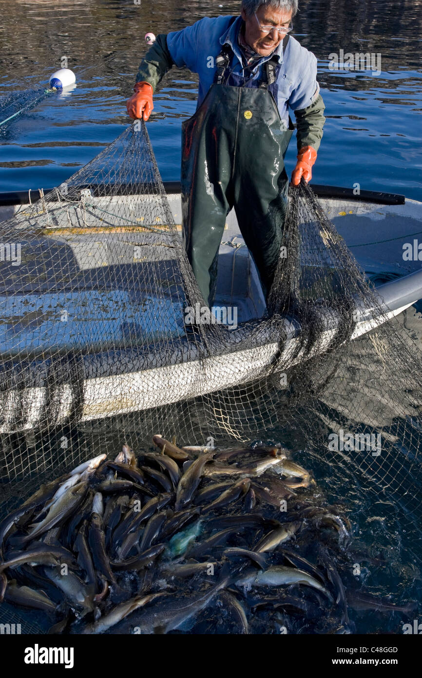 Lokalen Kabeljaufischer in Qaqortoq, Grönland. Stockfoto