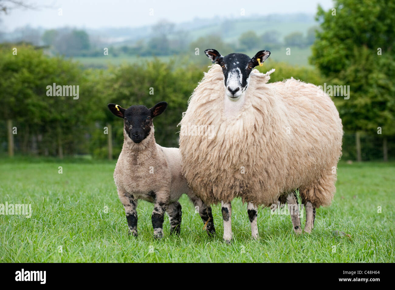 Maultier Hoggs mit Suffolk zeugte Lämmer am Fuß. Stockfoto