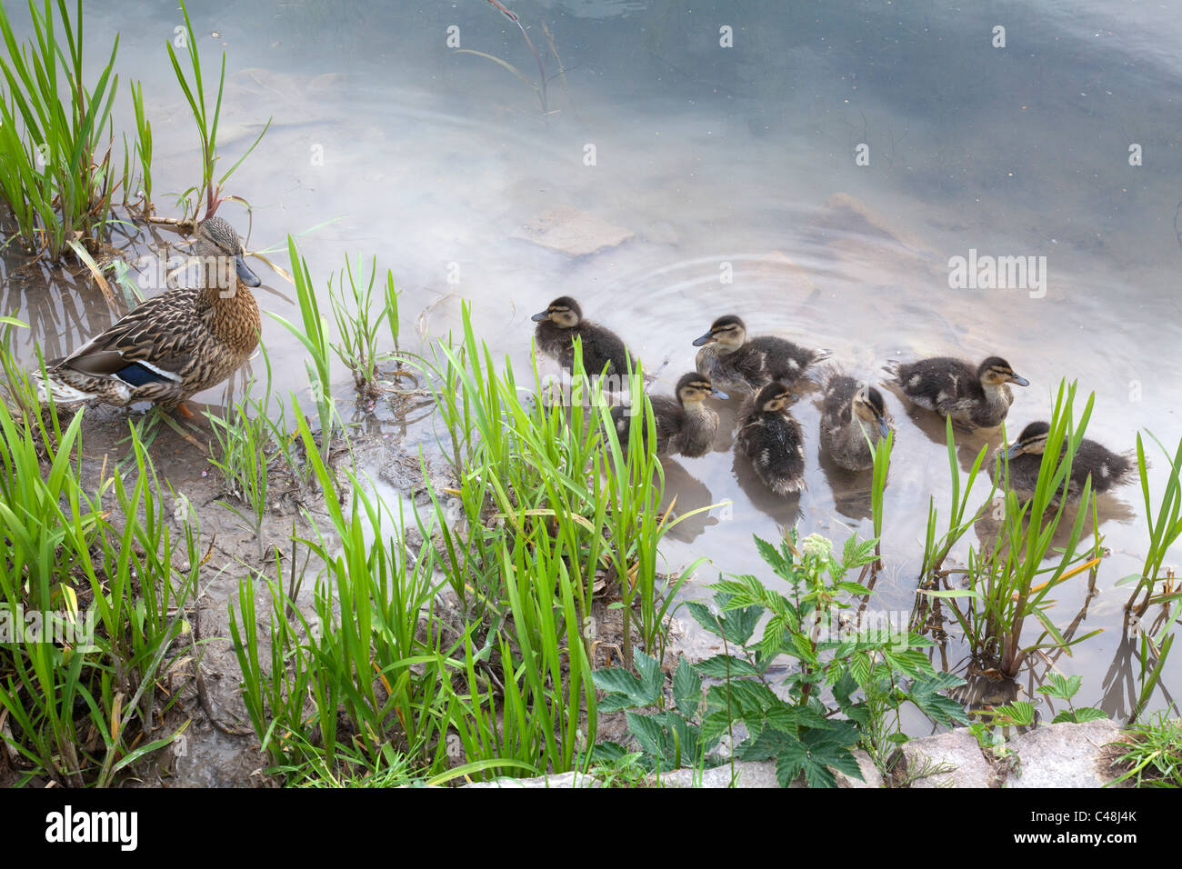 Ente und Küken Stockfoto