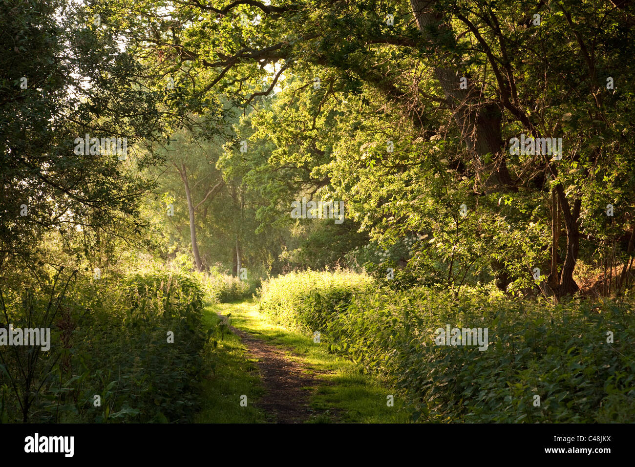 Wald bei Lackford Seen, Suffolk UK Stockfoto