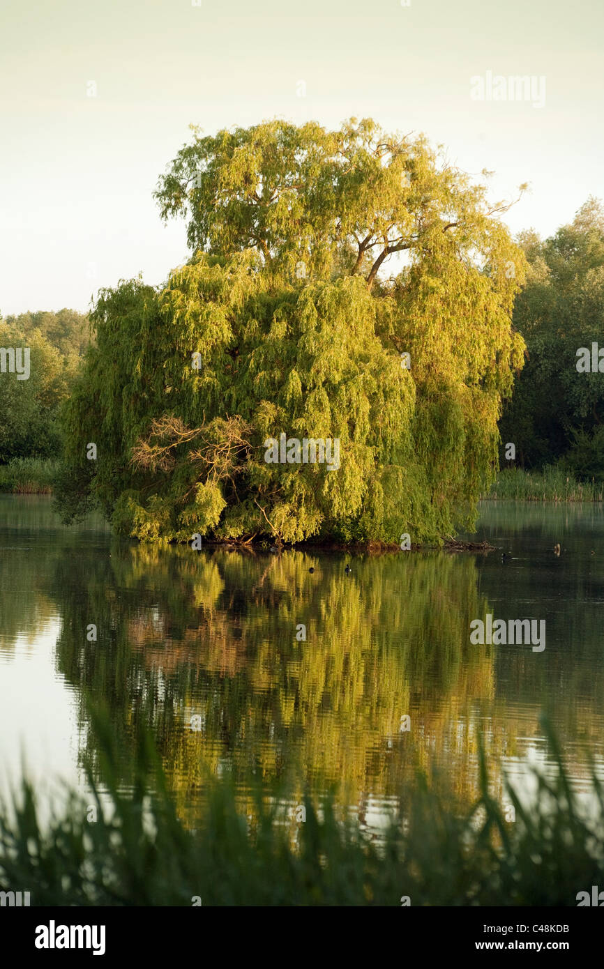 Willow Tree in der Mitte eines Sees in der Dämmerung mit Reflexion, lackford Seen, Suffolk UK Stockfoto