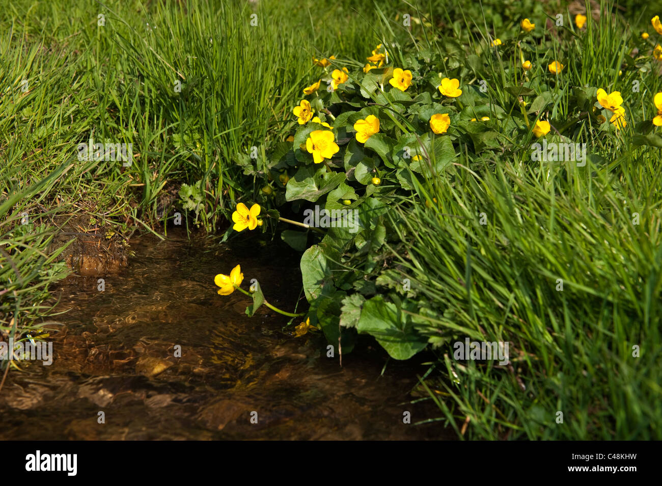 Marsh Marigold Pflanze in Blüte, neben kleinen Hochland Bach. Caltha palustris Stockfoto