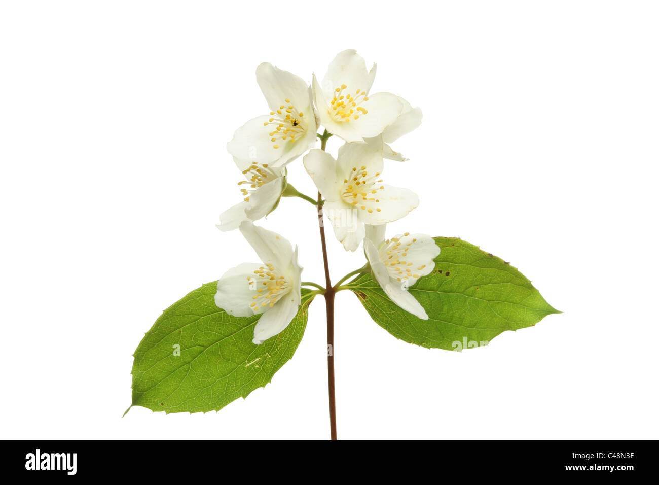 Philadelphus, Mock Orange, Blüte und Blätter isoliert gegen weiß Stockfoto