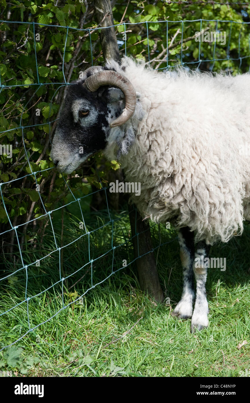 Gehörnte Schafe verfangen in Maschendraht Zaun. Stockfoto
