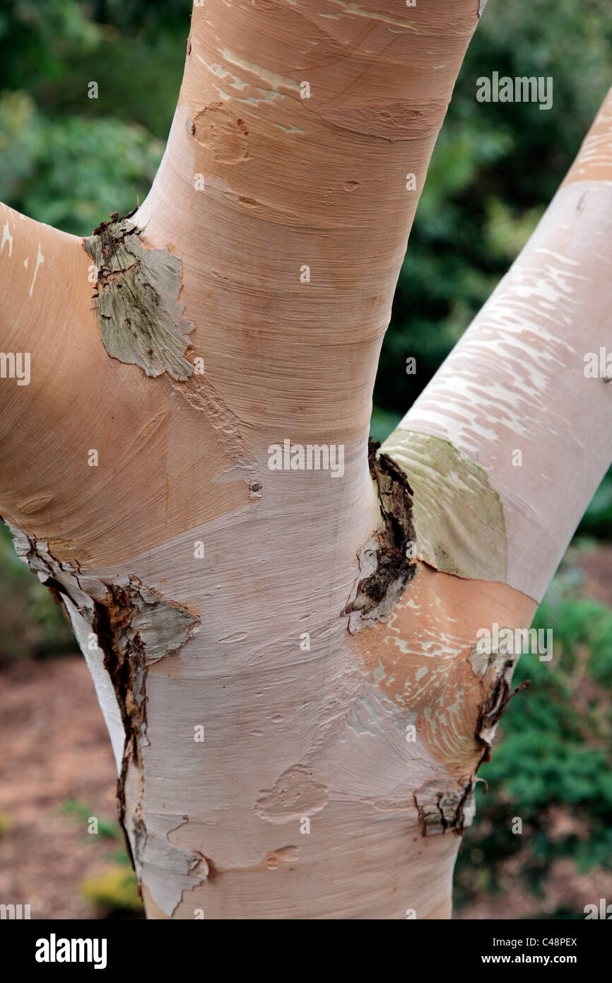 Betula Costata - bellte weiß Birke Stockfoto