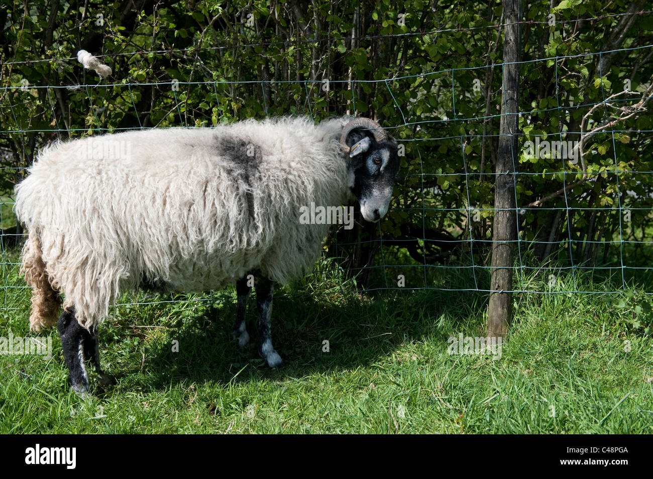 Gehörnte Schafe verfangen in Maschendraht Zaun. Stockfoto