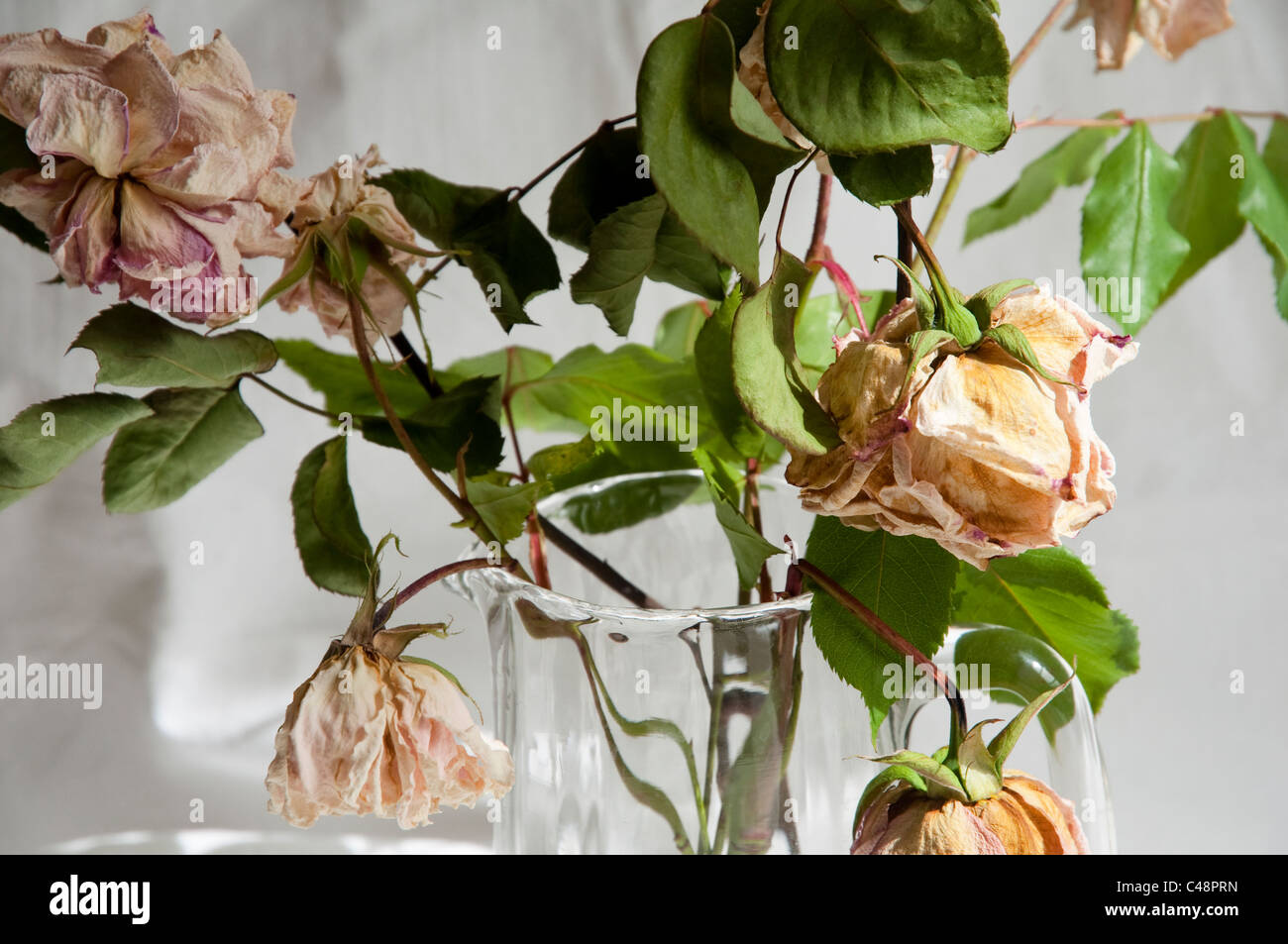 Alt und verblasst Rosen in einer Glaskanne. Stockfoto