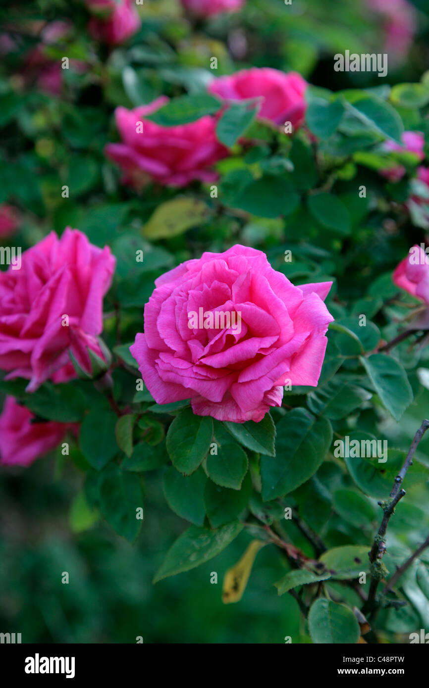 Pink bourbon rose -Fotos und -Bildmaterial in hoher Auflösung – Alamy