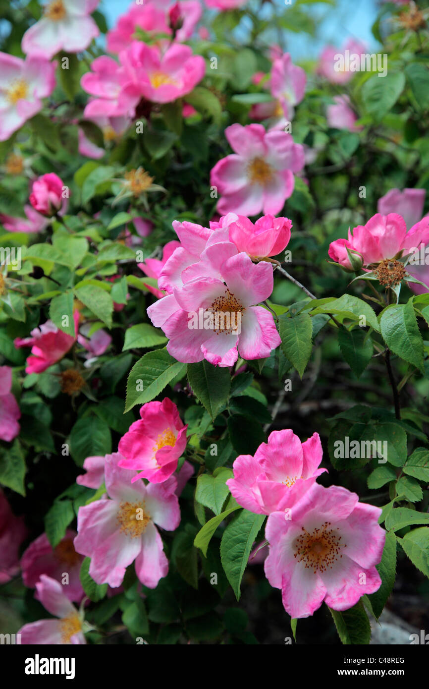 Rosa 'Complicata' AGM Strauch Rose Stockfoto