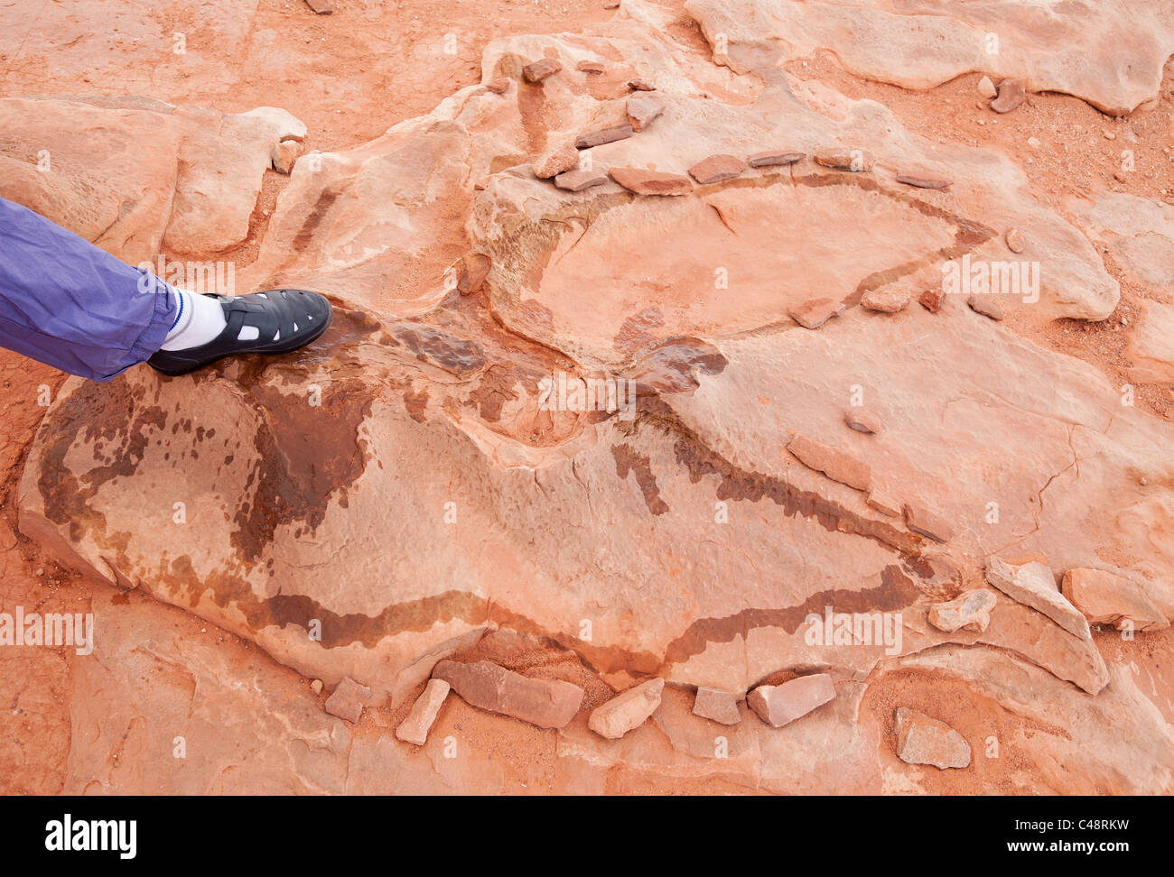Dinosaurier-Fußspuren in der Nähe von Tuba City. Auf dem Navajo Land. Im Freien und sehr zugänglich. Menschlicher Fuß zeigt Größe geben Stockfoto