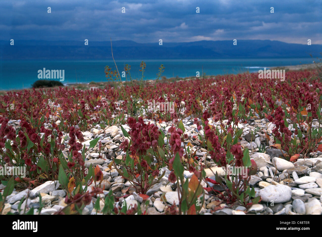 Blumen in der Wüste von Judäa in der Nähe des Toten Meeres Stockfoto