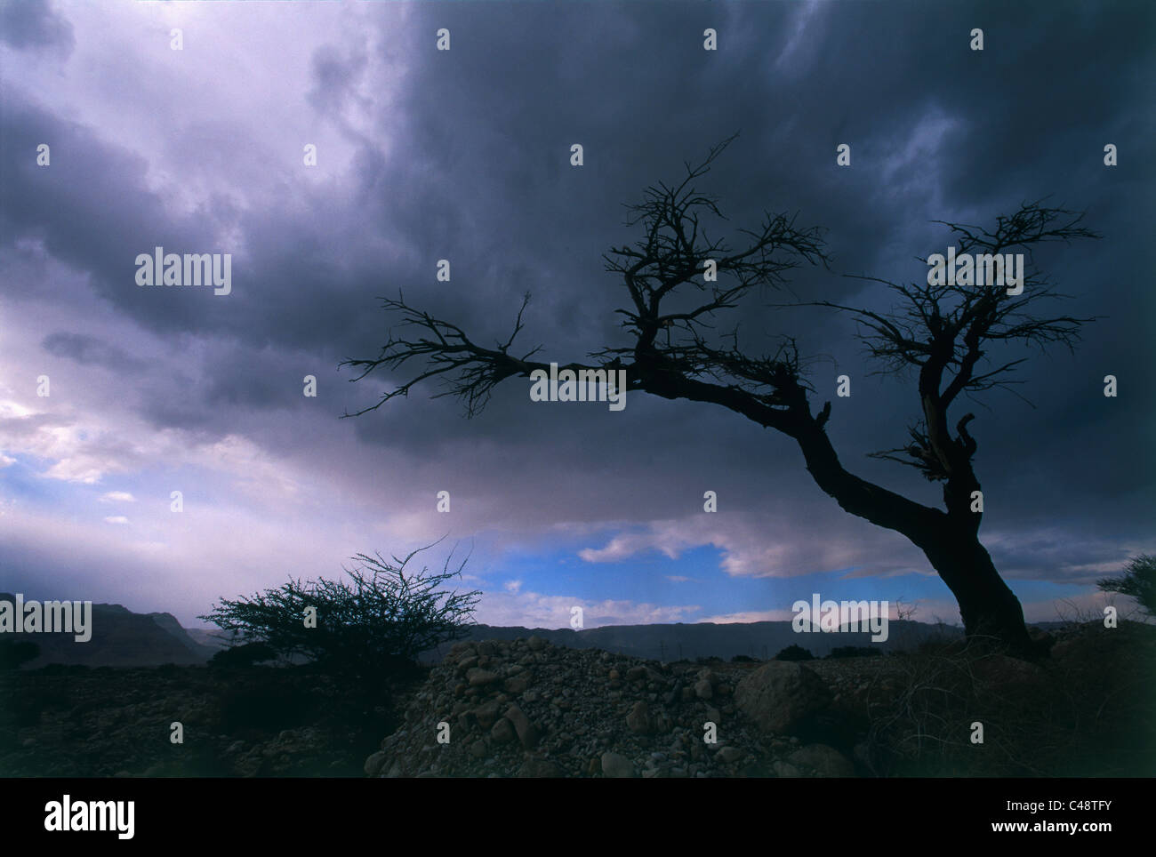 Silhouette eines Baumes in der Wüste von Judäa Stockfoto