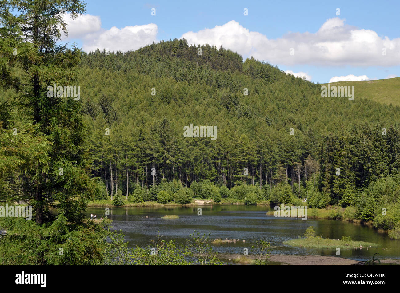 Forstwirtschaft Plantagen rund um einen See am Nant yr Arian in den Cambrian Mountains West Wales. Stockfoto