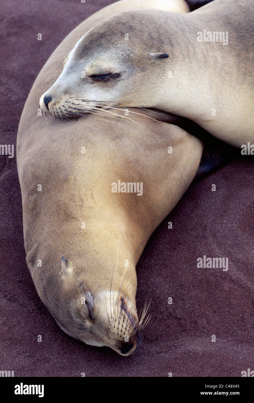 Eine Galápagos-Seelöwen verwendet ein weiteres Siegel, wie eine Kissen wie ruhen auf den rosa sand Strand Rabida Insel in den Galápagos-Inseln im Pazifischen Ozean. Stockfoto