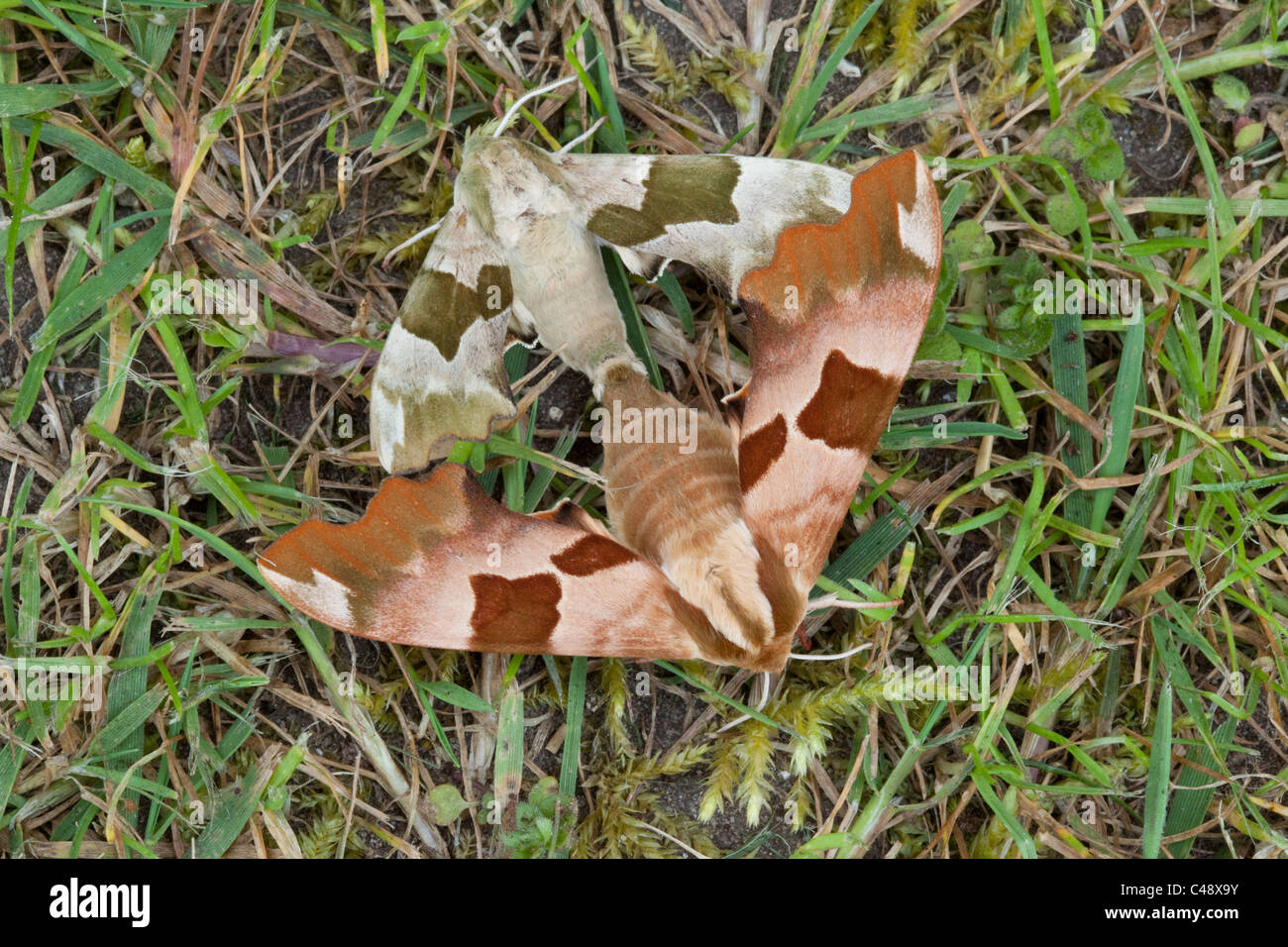 getarnte Hawk Motten Paarung in UK Stockfoto