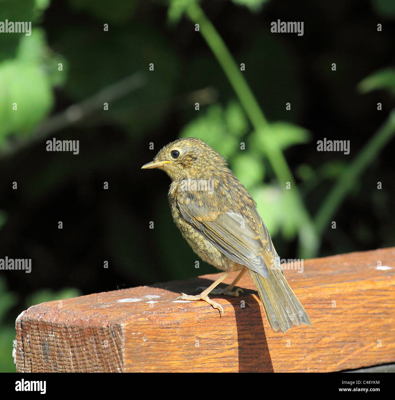 Young-Robin siehe auch FXT1X0 Stockfoto
