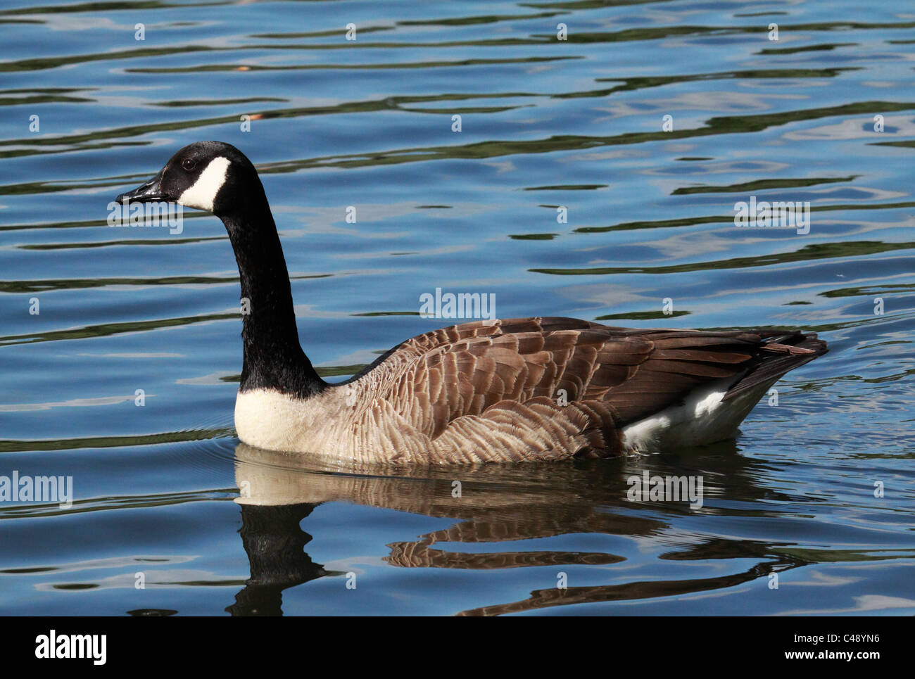 Kanada-Gans Stockfoto