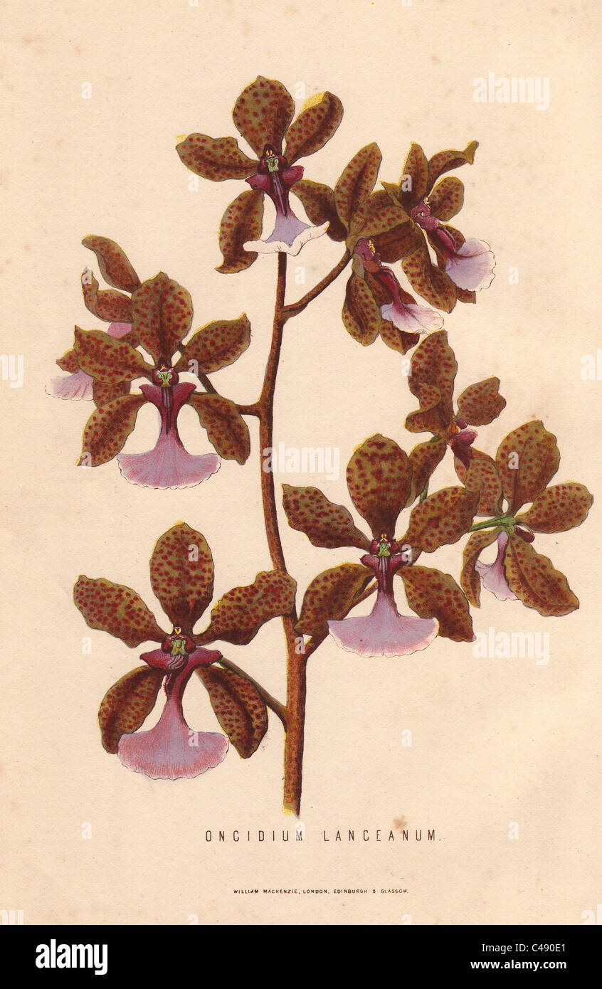 Leopard Orchidee, Oncidium Lanceanum. Stockfoto