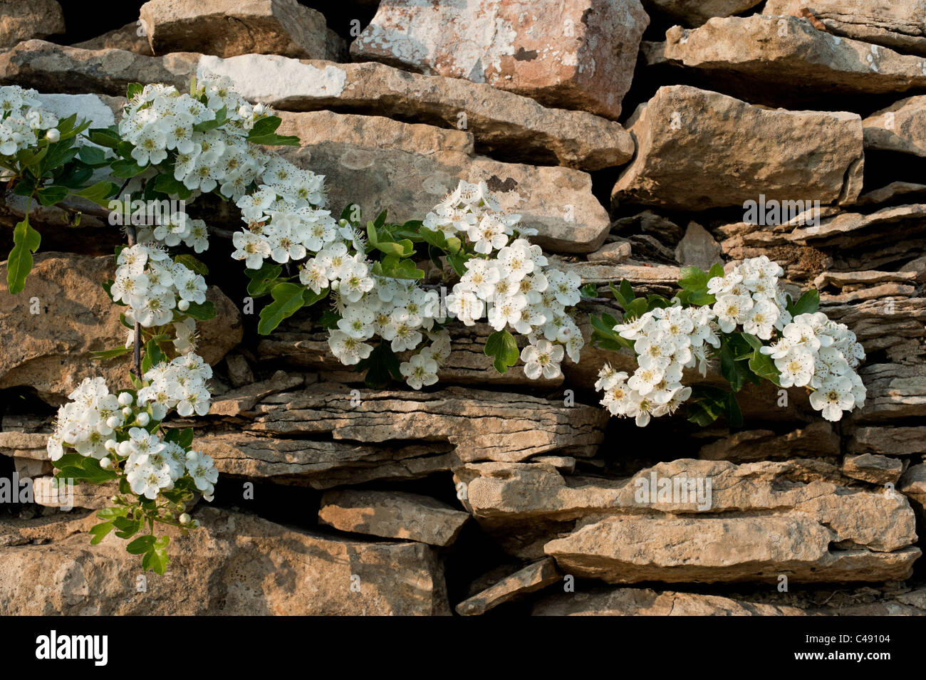 Weißdorn im Cotswold Steinmauer Gloucestershire Glos England UK United Kingdom GB Großbritannien britische Inseln Stockfoto