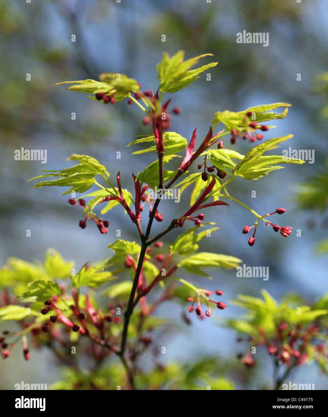 Grün-Ahorn oder Acer Blätter mit roten Blüten Stockfoto
