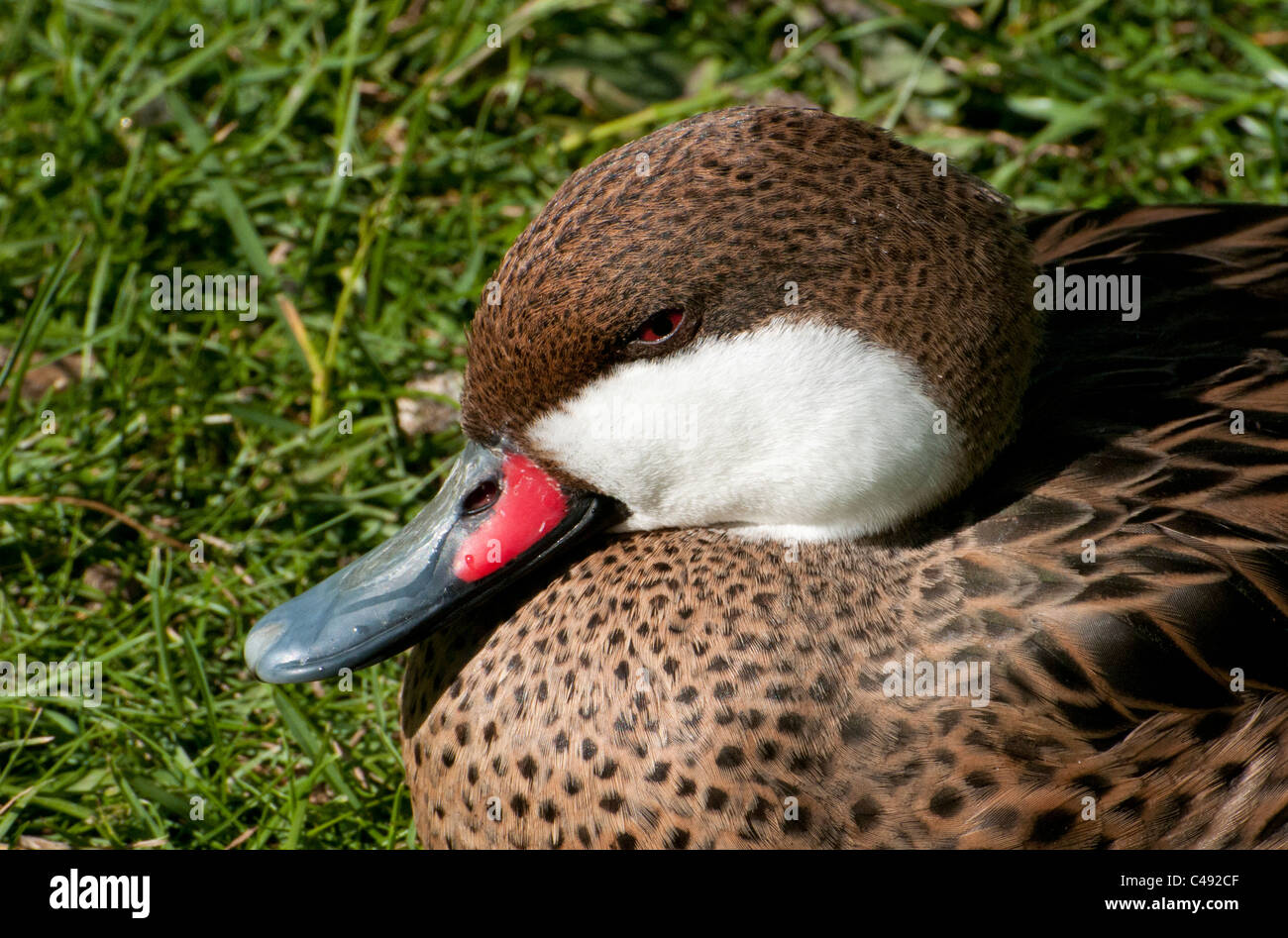 Bahama Pintail Ente Stockfoto