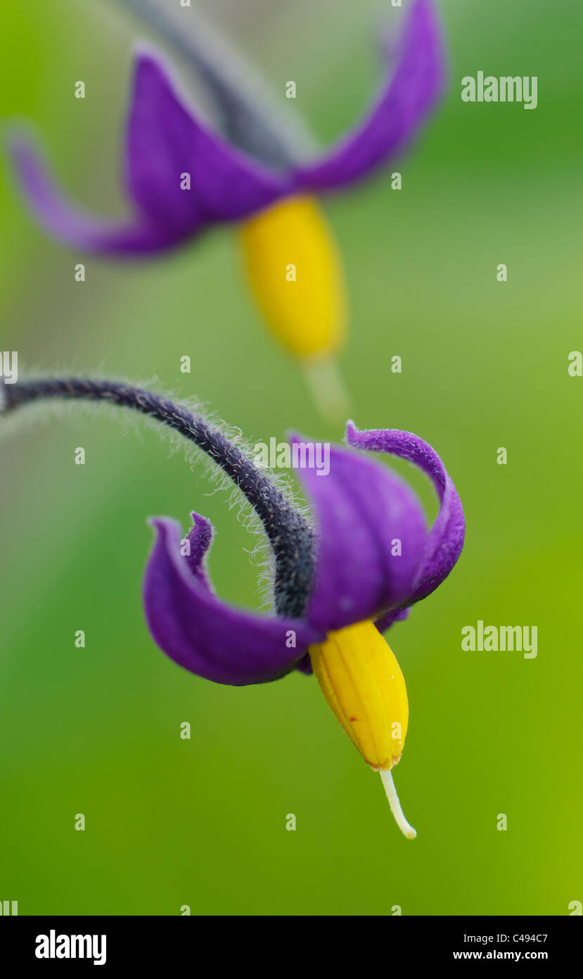 Bittersüße Blumen in Nahaufnahme Stockfoto