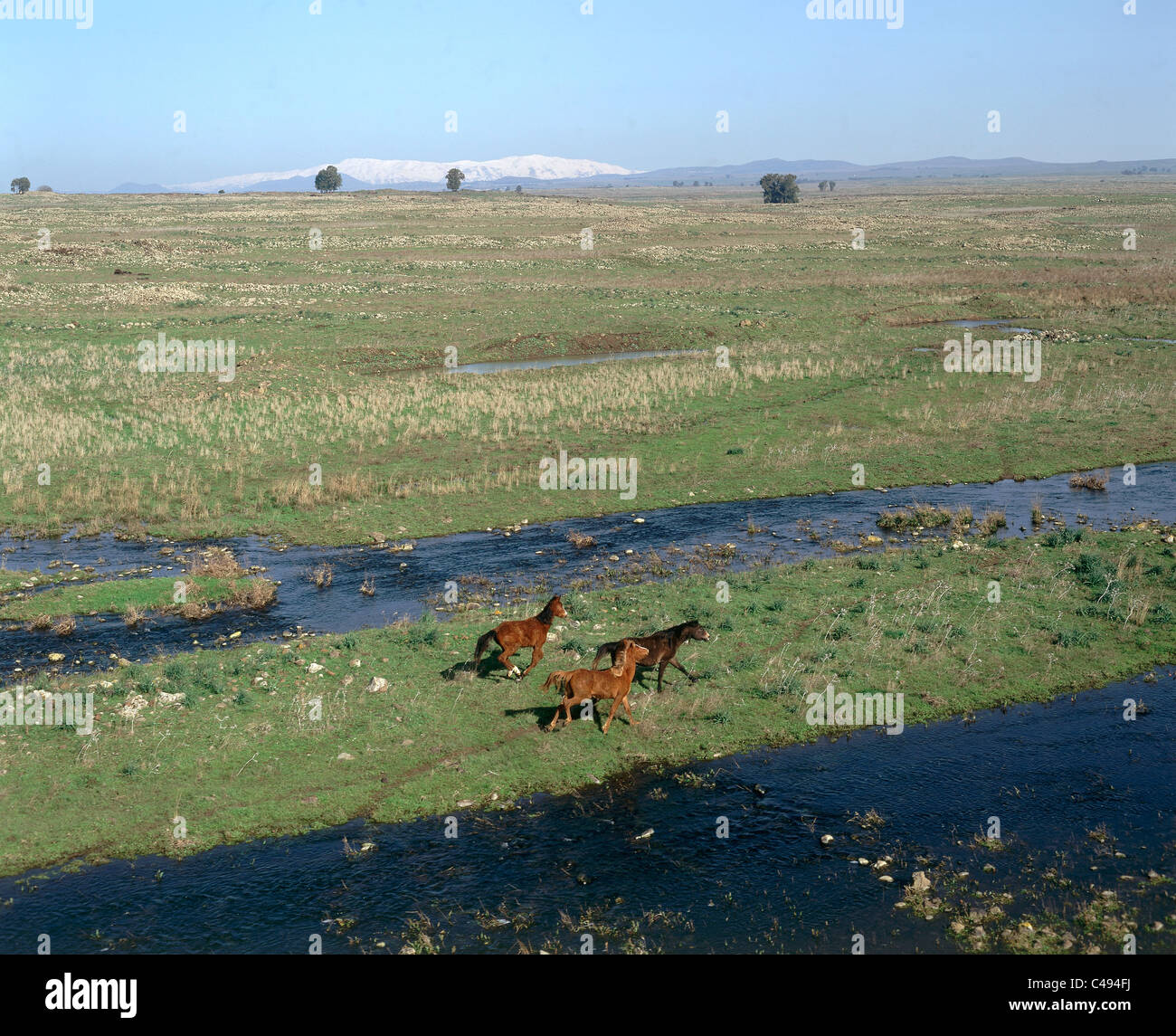 Luftbild der drei Pferde galoppieren in nördlichen Golanhöhen Stockfoto